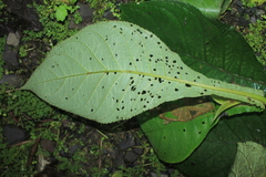 Nautilocalyx bracteatus