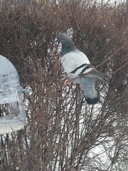 Columba livia domestica