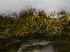 Sciuro-hypnum populeum