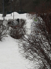Columba livia domestica