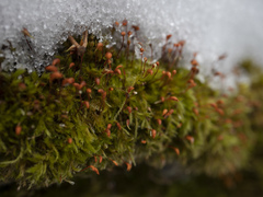 Sciuro-hypnum populeum