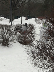 Columba livia domestica