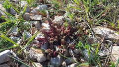 Petrosedum ochroleucum