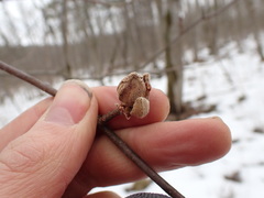Dasineura serrulatae
