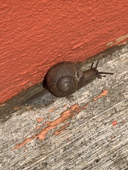 Zachrysia provisoria