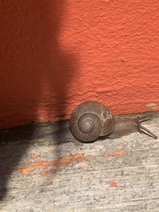 Zachrysia provisoria