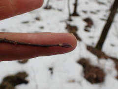 Dasineura serrulatae