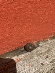 Zachrysia provisoria