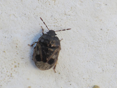 Crocistethus waltlianus