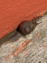 Zachrysia provisoria