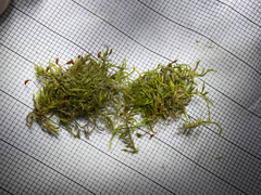 Sciuro-hypnum populeum