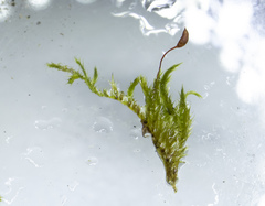 Sciuro-hypnum populeum