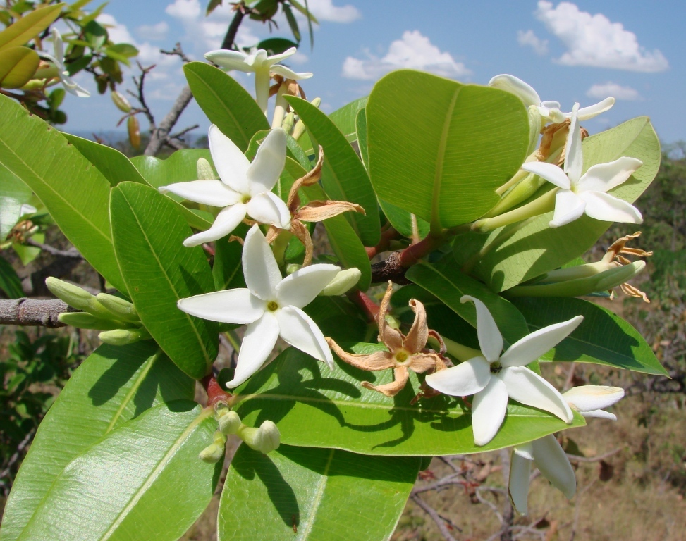 Hancornia