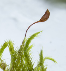 Sciuro-hypnum populeum