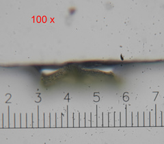 Sciuro-hypnum populeum