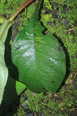 Nautilocalyx bracteatus