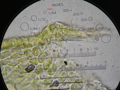 Sciuro-hypnum populeum