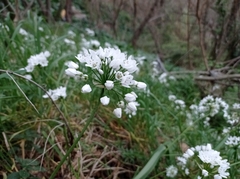 Allium neapolitanum