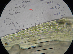 Sciuro-hypnum populeum
