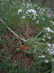 Allium neapolitanum