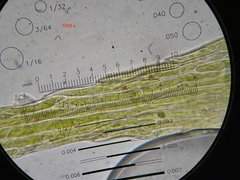 Sciuro-hypnum populeum
