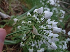 Allium neapolitanum