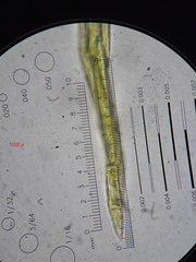 Sciuro-hypnum populeum