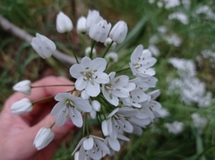 Allium neapolitanum