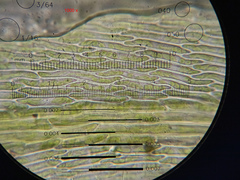 Sciuro-hypnum populeum