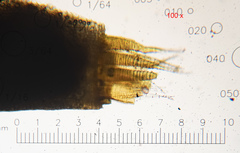 Sciuro-hypnum populeum