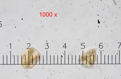 Sciuro-hypnum populeum