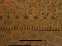 Sciuro-hypnum populeum