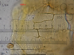 Sciuro-hypnum populeum