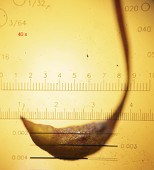 Sciuro-hypnum populeum