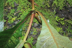 Nautilocalyx bracteatus