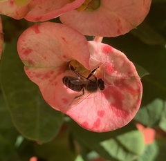 Apis mellifera