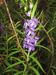 Angelonia