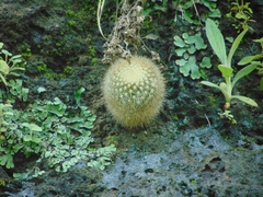 Mammillaria spinosissima pilcayensis