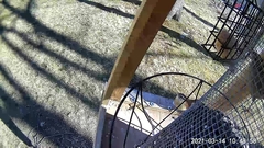 Thryothorus ludovicianus