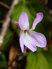 Viola