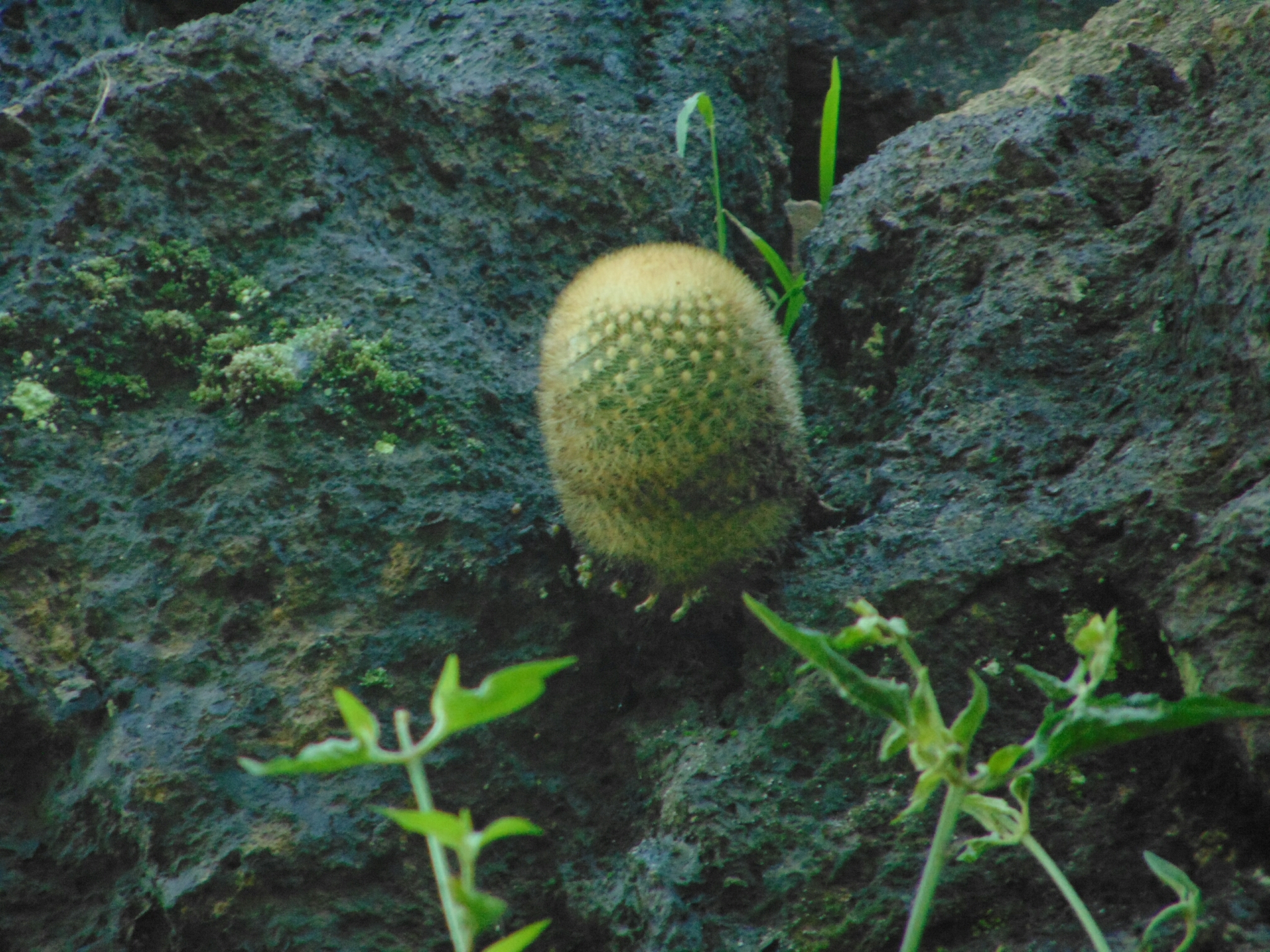 Mammillaria spinosissima ssp. pilcayensis