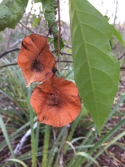 Image of Pterocarpus rohrii