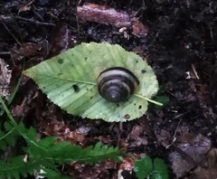 Karaftohelix maackii