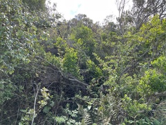 Dirca occidentalis