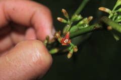 Hoffmannia pauciflora