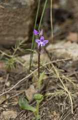 Orchis quadripunctata