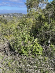 Ribes malvaceum malvaceum