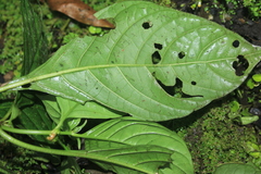 Hoffmannia pauciflora
