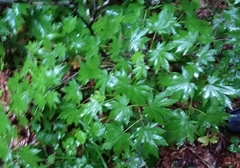 Acer pseudosieboldianum