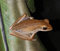 Polypedates leucomystax